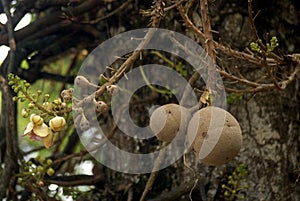 Cannonball tree, Penang, Malaysia