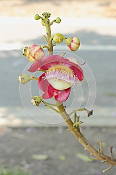 Cannonball Tree or Sal Tree