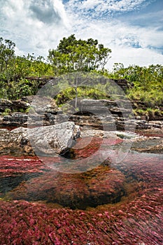 Cano Cristales the most beautiful river in the world photo