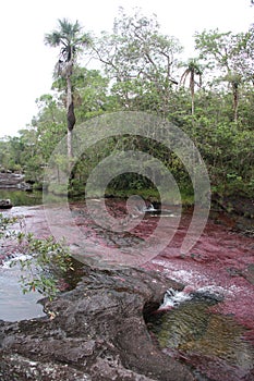 Cano Cristales River Macarena Red Rocky Pools