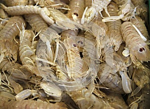 Canocchie crustacean