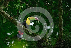 Canoe-billed Toucan (Ramphastos sulfuratus)