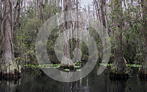 Canoe Kayak trail, Okefenokee Swamp National Wildlife Refuge