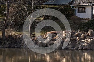 Canoe lying on withered grass on river bank