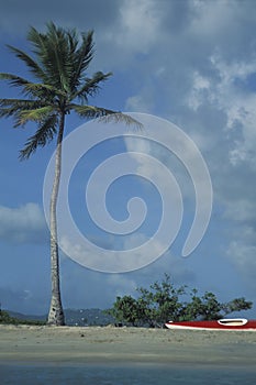 Canoe, palm and beach, Trinidad