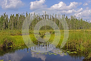 Canoe Path Through the Wetlands