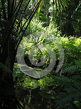 Canoe in the vegetation