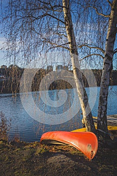 Canoes and Birch Trees