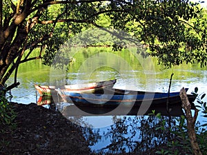 Canoes in the trees