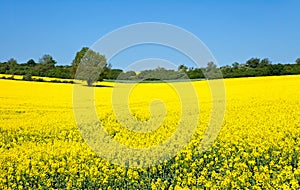 Canola