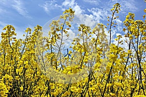 Canola