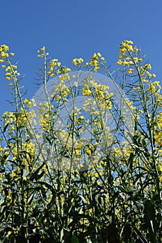 canola