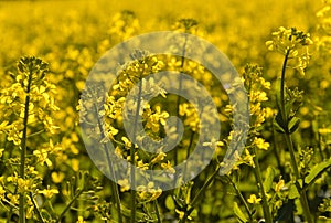 Canola