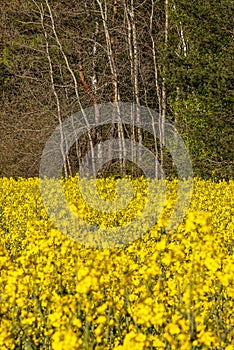 canola against the background of trees - agricultural crop