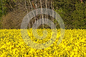 canola - agricultural crop