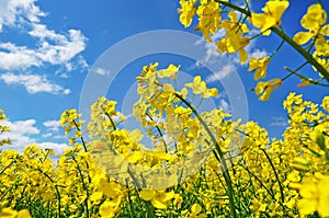 Canola agriculture