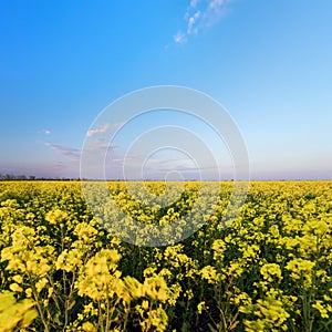 canola on the background of blue ned