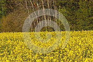 canola on the background of the forest