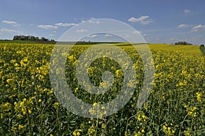 Canola in bloom