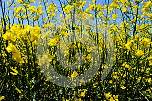 Canola in Bloom