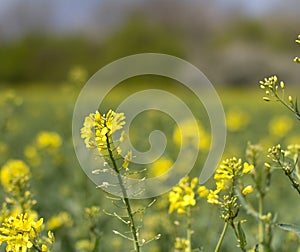 Canola blooming flower closeup with blurred field and trees background