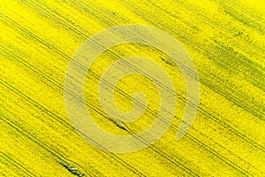 Canola, Brassica Napus crop. Aerial overhead view of rapeseed flower field in spring with combine tracks