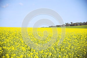 A Canola bright yellow flower fields in Walla walla in the Riverina region of southern New South Wales, Australia