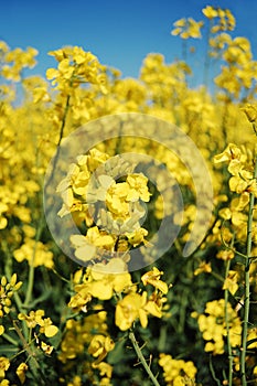 Canola close-up