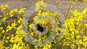 canola, colza flowers with working bumblebee against. sunny day. close up