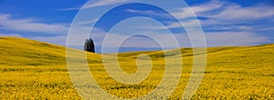 Canola country near Palouse, Washington state