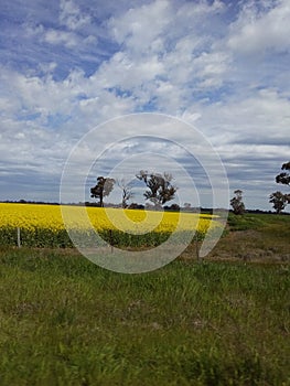 Canola Crop in Field