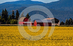 Canola Crop and Red Barns