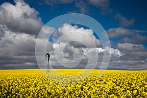 Canola Crops Australia