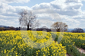 Canola crops in the English summer countryside.