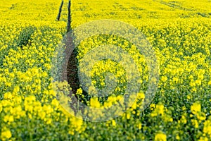 Canola crops growing in the English summertime