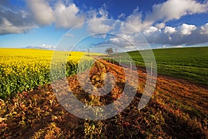 Canola Farm