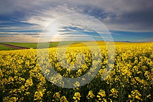 Canola Farm