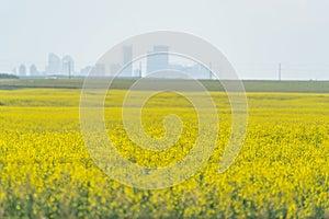 Canola farm with Calgary Skyine in the background photo