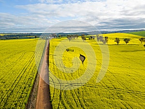 Canola farmlands in rural NSW Australia aerial view