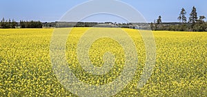 Canola Field