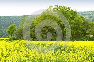 Canola field