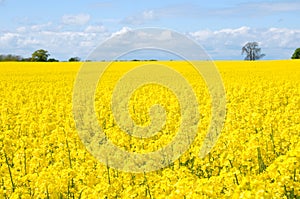 Canola field photo