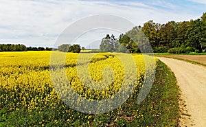 Canola field.