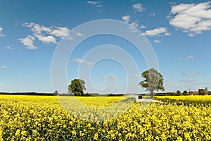 Canola field.