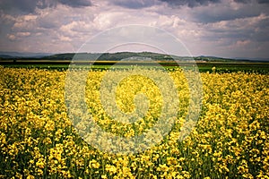 Canola field