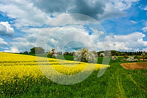 Canola Field