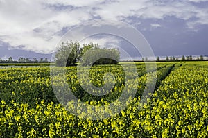 Canola field