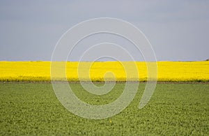 Canola field