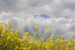 Canola field