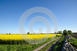 Canola field